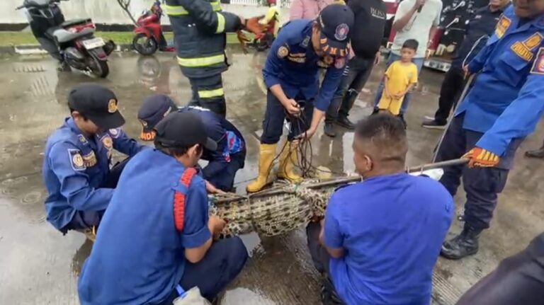 Dapat Laporan Warga, Damkar Talang Keramat Banyuasin Evakuasi Buaya 2 Meter