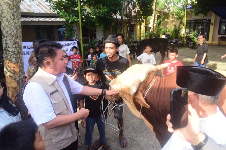 Herman Deru Kurban Sapi 1,3 Ton untuk Masjid Agung Palembang